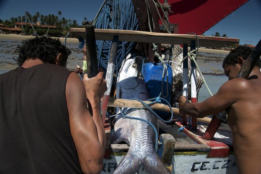 Flecheiras Pesca Artesanal