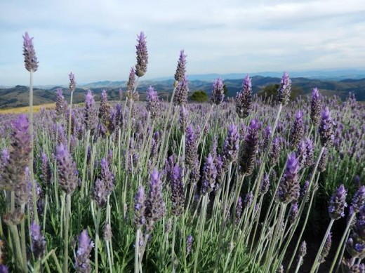 lavanda