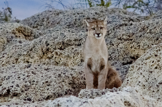 puma-patagonia-ppow Puma na Patagonia